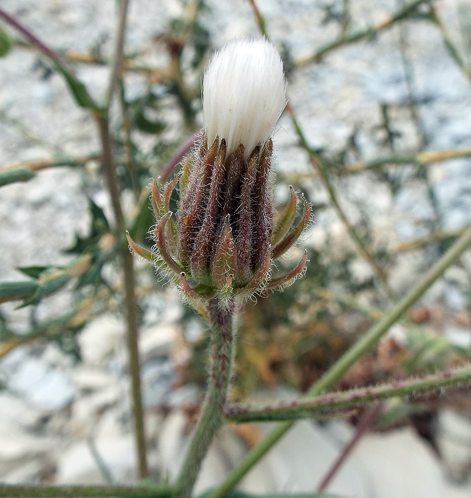 Изображение особи Crepis rhoeadifolia.