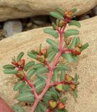 Euphorbia peplis