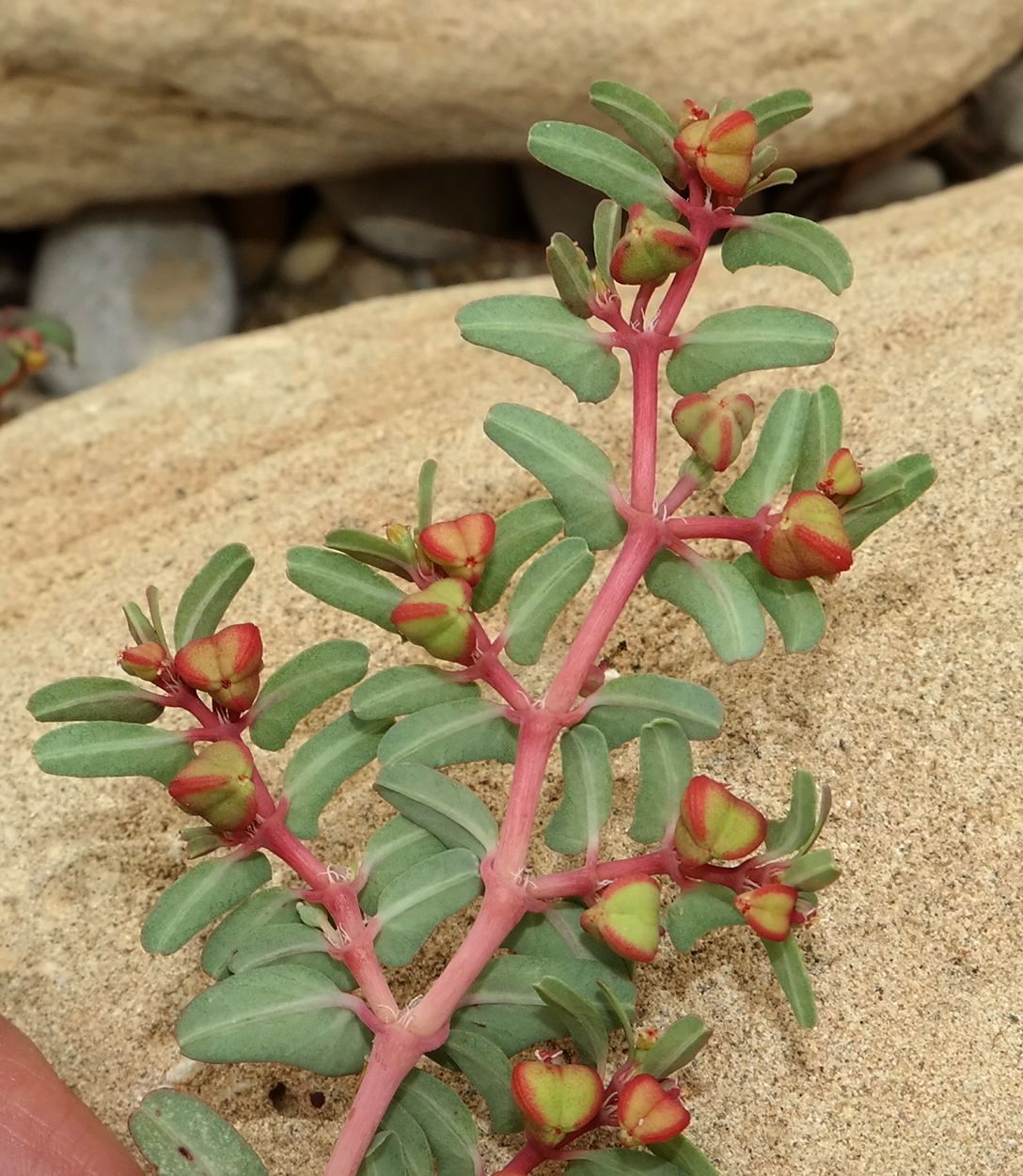 Изображение особи Euphorbia peplis.