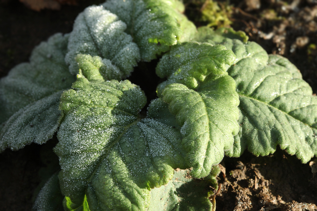 Image of Primula saxatilis specimen.