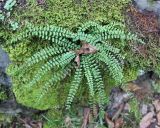 Asplenium trichomanes подвид inexpectans. Вегетирующее растение с лежащим на нём сухим листом дерева. Грузия, Боржоми-Харагаульский национальный парк, нижняя часть долины р. Ликаницхеви, ≈ 850 м н.у.м, хвойный лес. 08.10.2018.