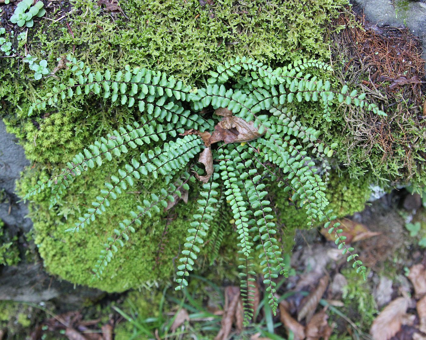 Image of Asplenium trichomanes ssp. inexpectans specimen.