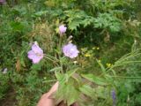 Epilobium prionophyllum