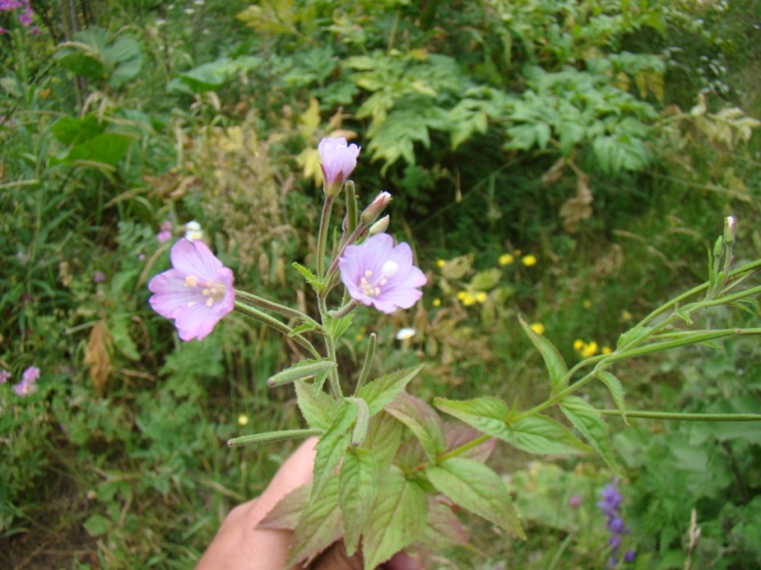 Image of Epilobium prionophyllum specimen.