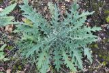 Cirsium vulgare. Вегетирующее растение. Московская обл., г. Дмитров, на железнодорожной насыпи. 28 октября 2018 г.
