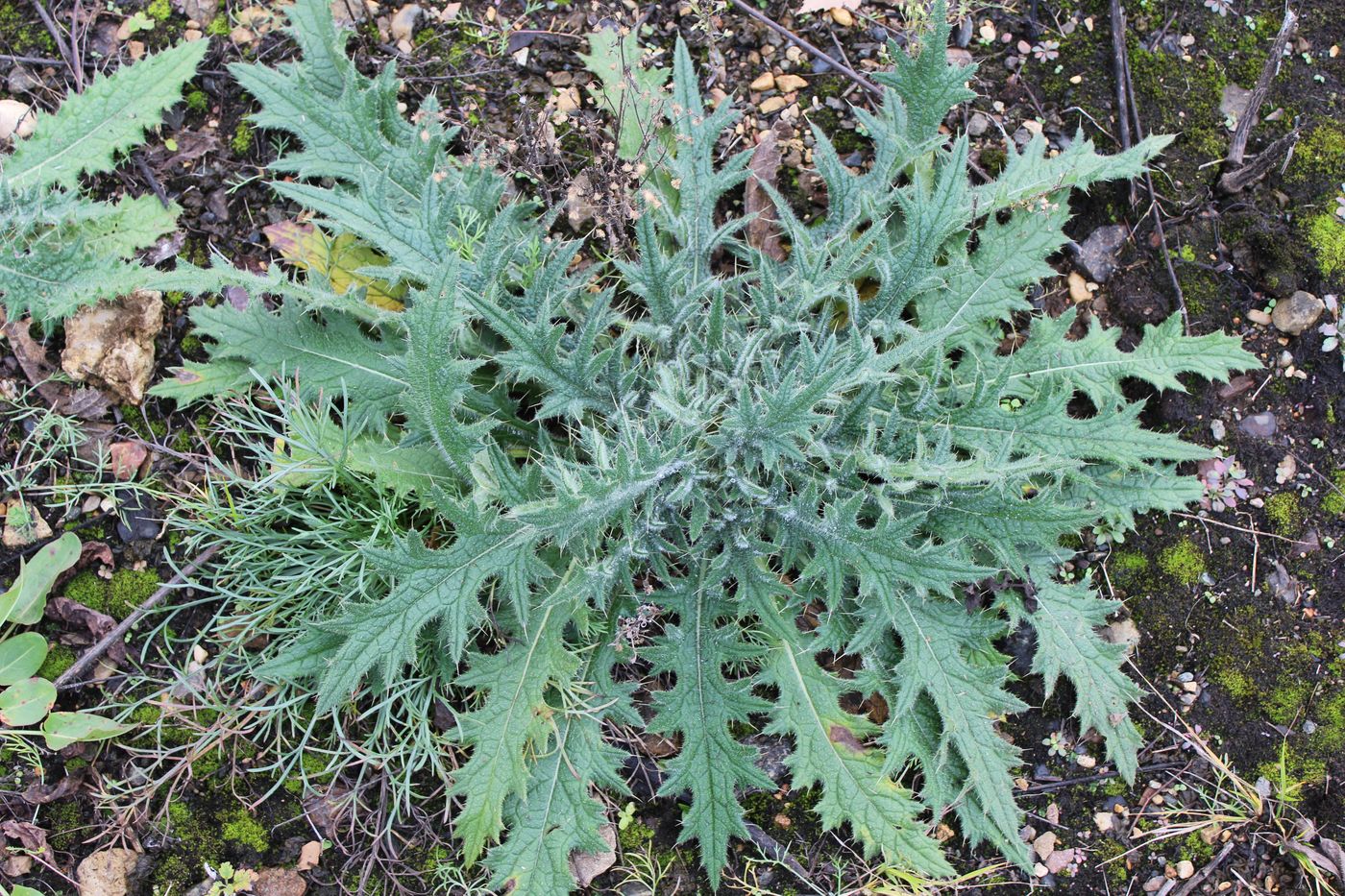 Изображение особи Cirsium vulgare.