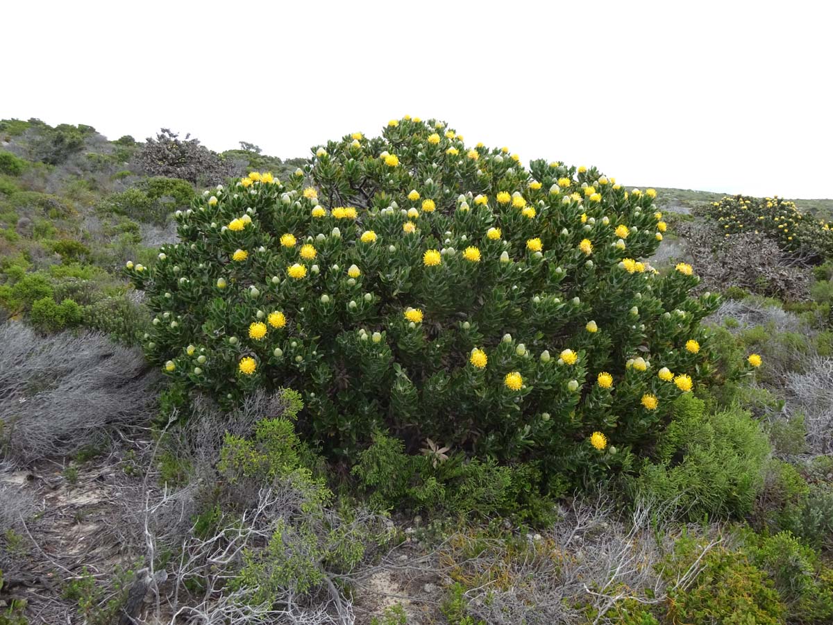Image of Leucospermum conocarpodendron specimen.