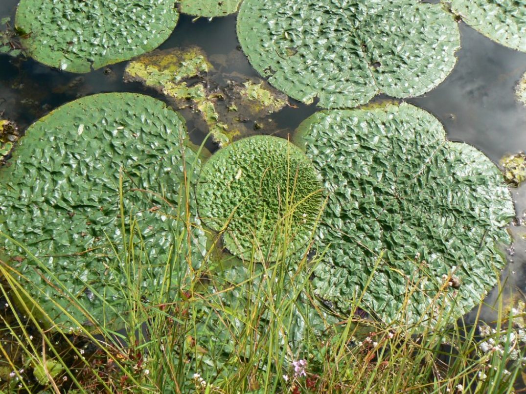 Изображение особи Euryale ferox.