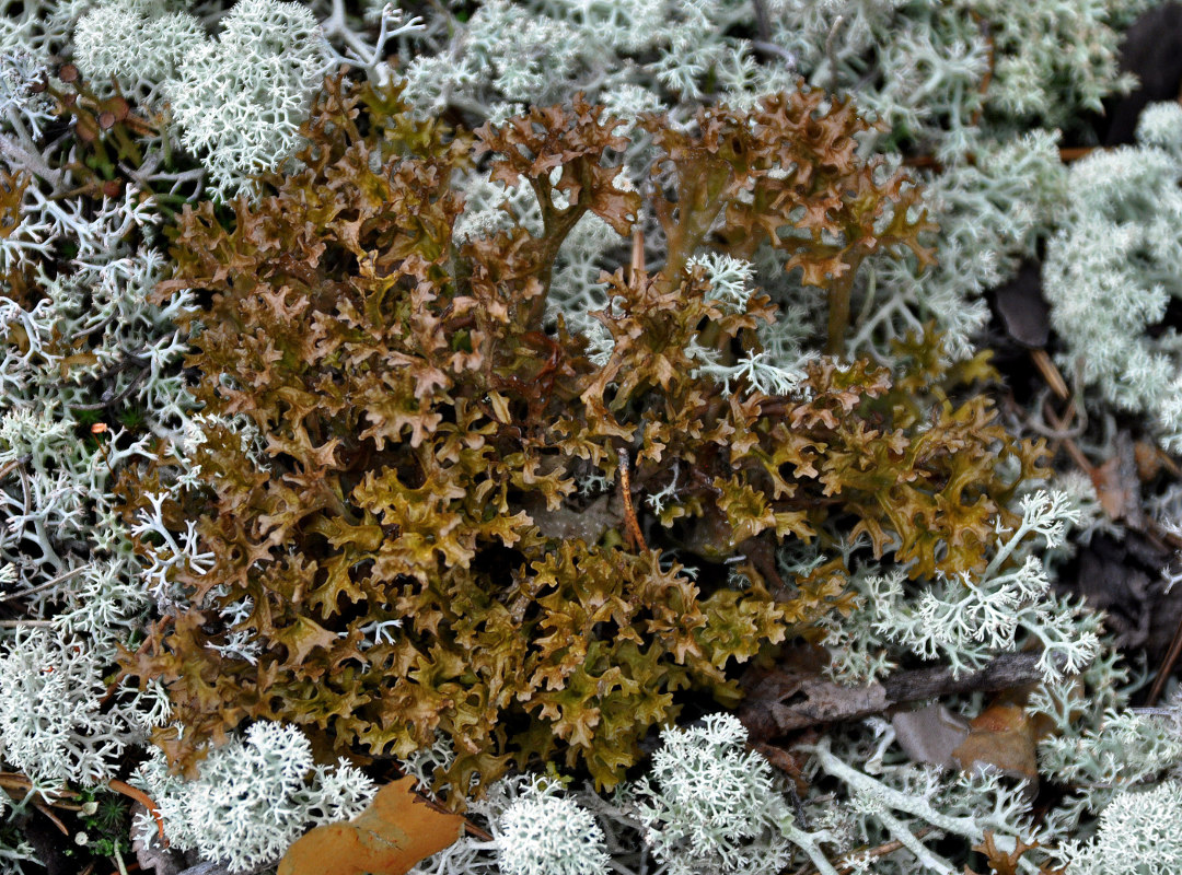 Image of genus Cetraria specimen.