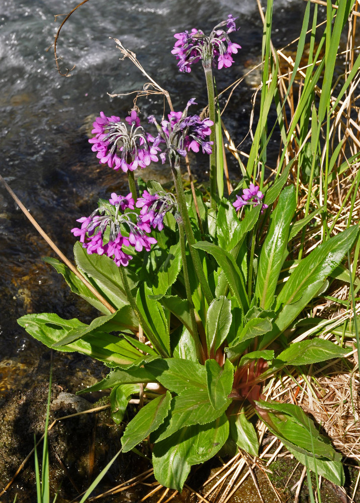 Image of Primula nivalis specimen.