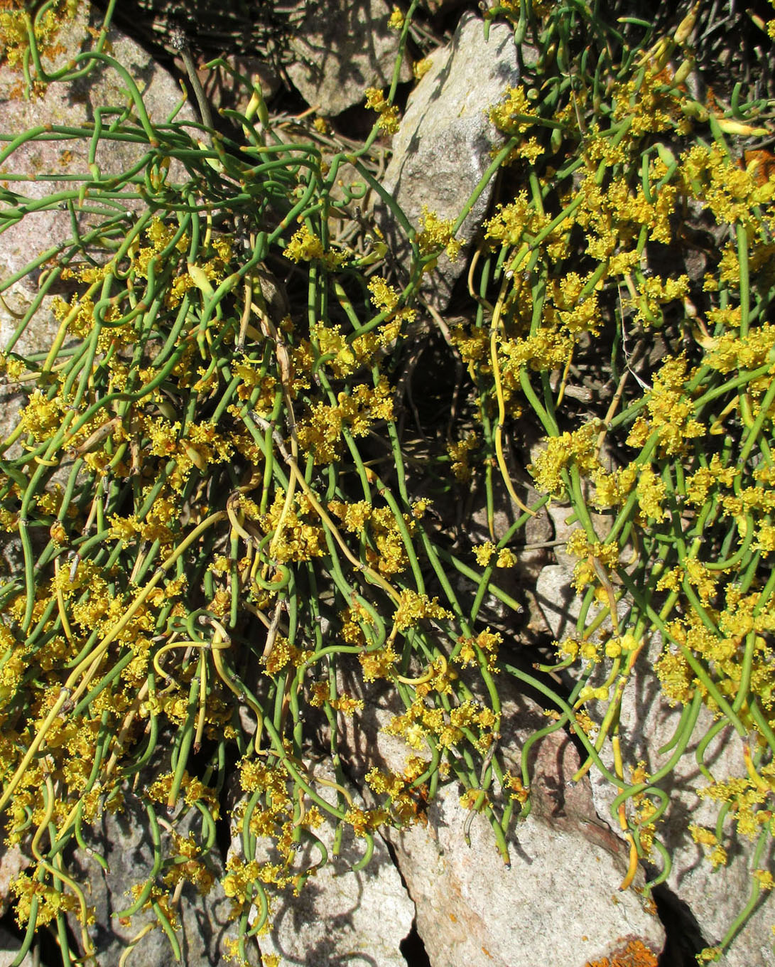 Image of Ephedra distachya specimen.