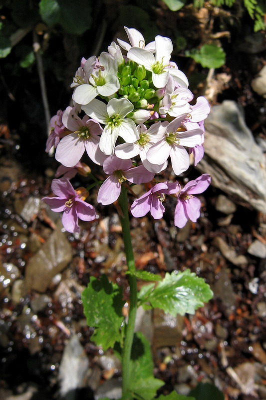 Изображение особи Cardamine seidlitziana.