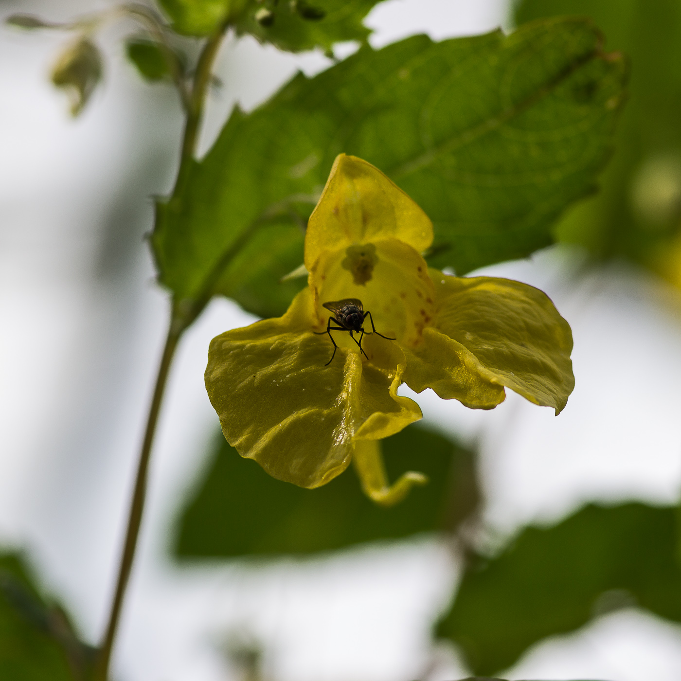 Image of Impatiens noli-tangere specimen.