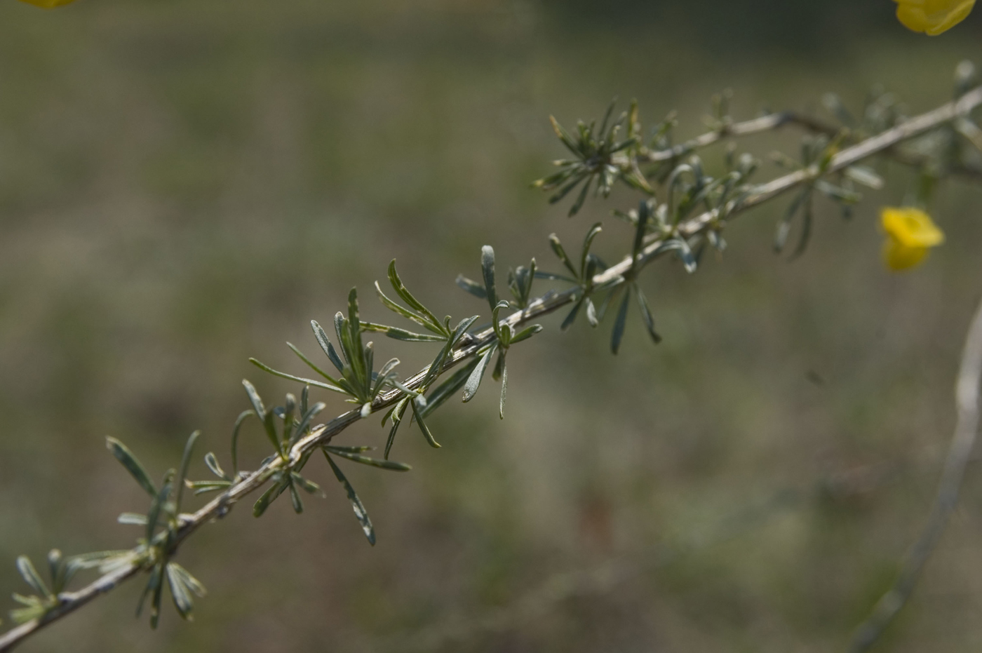 Image of Caragana stenophylla specimen.