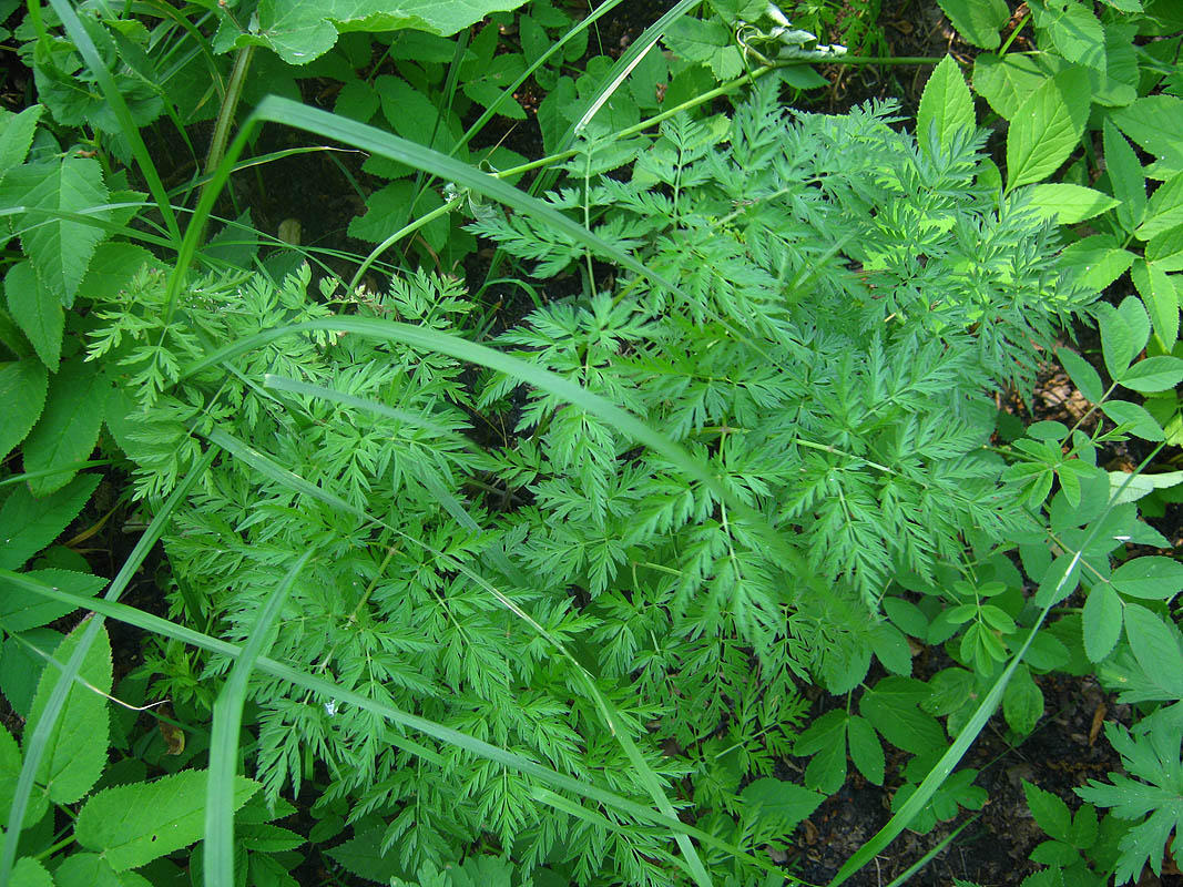 Изображение особи Anthriscus sylvestris.