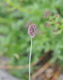 genus Alopecurus. Верхушка цветущего растения. Грузия, Душетский муниципалитет, морена между озёрами Голубое Абуделаури и Абуделаури. 02.08.2018.