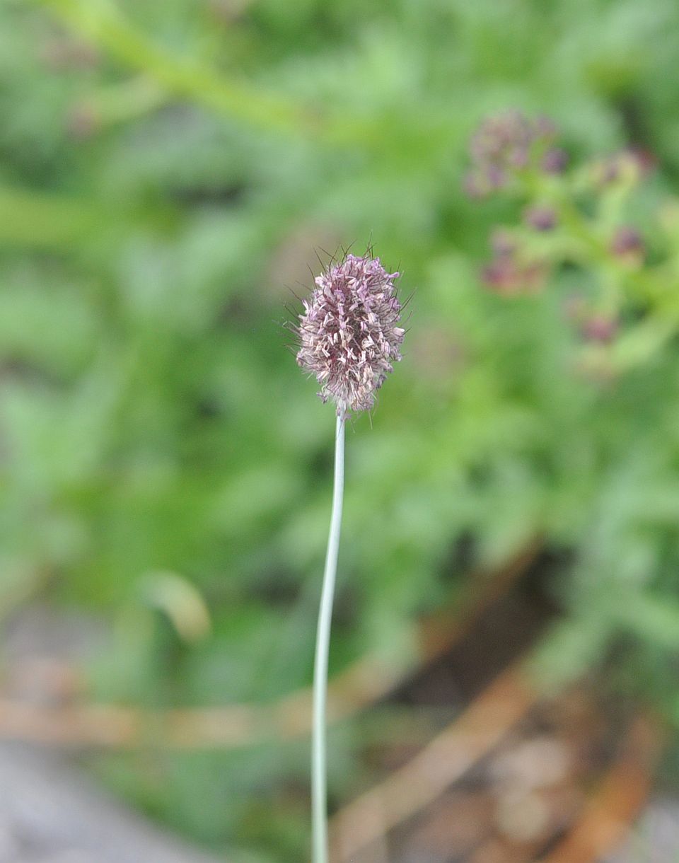 Image of genus Alopecurus specimen.