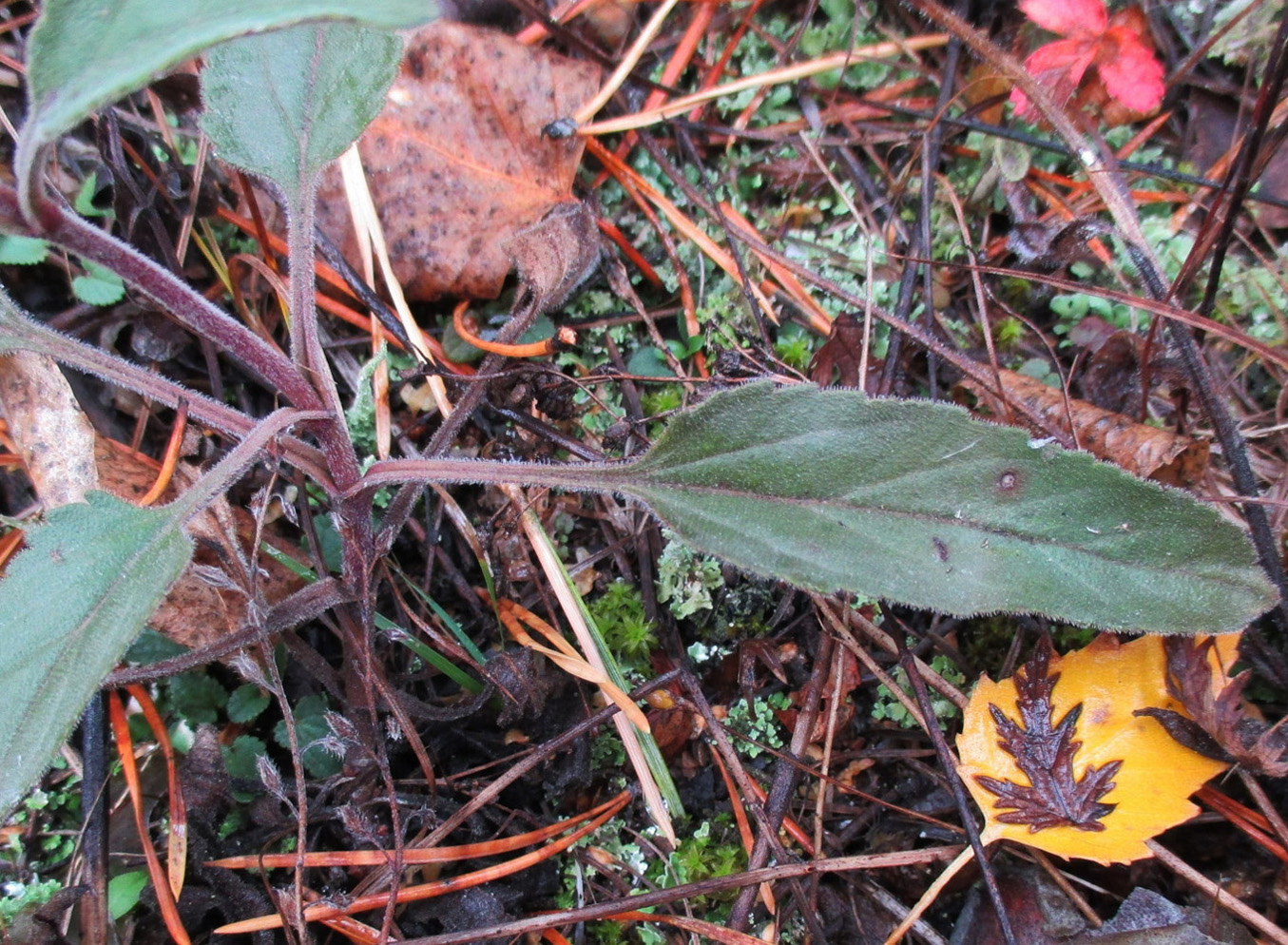 Изображение особи Veronica spicata.