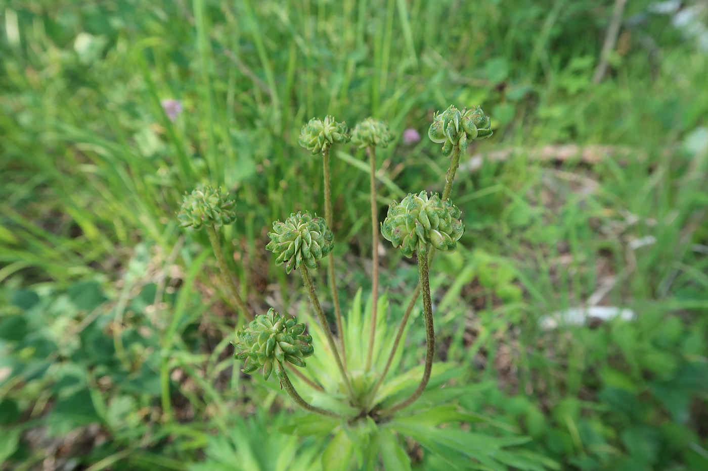 Image of Anemonastrum crinitum specimen.