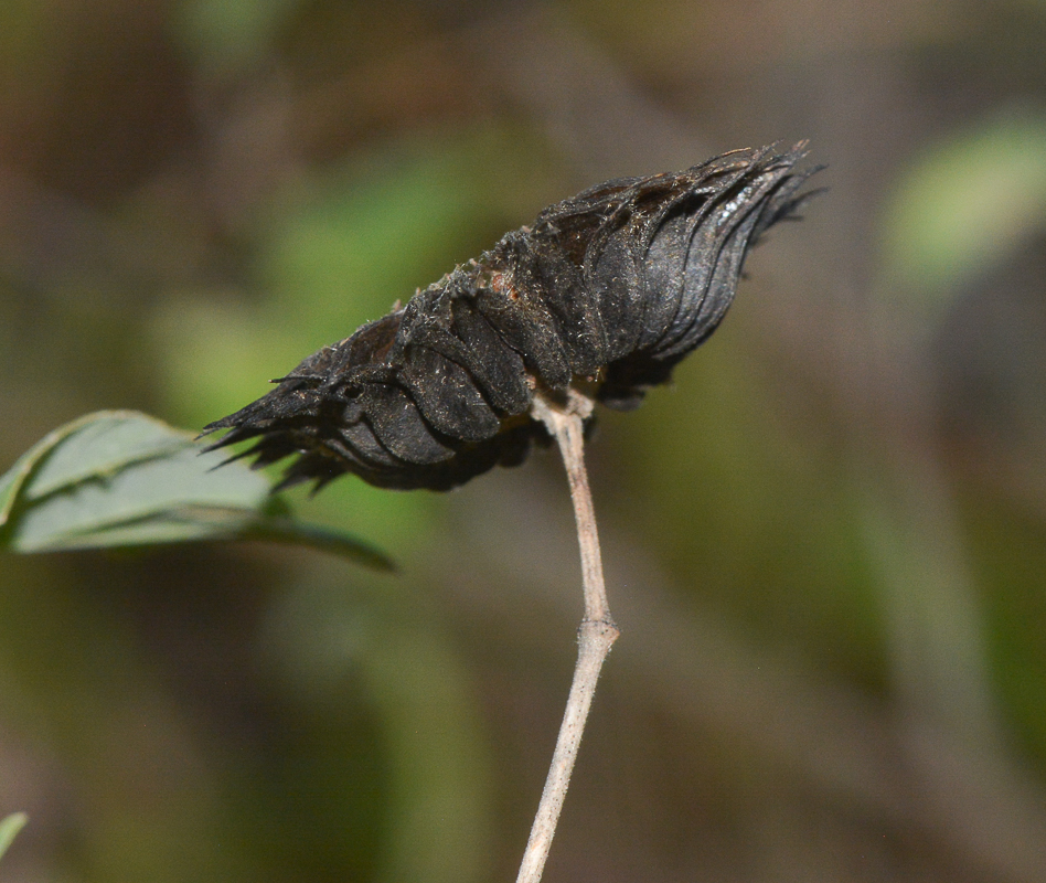 Image of Abutilon mauritianum ssp. zanzibaricum specimen.