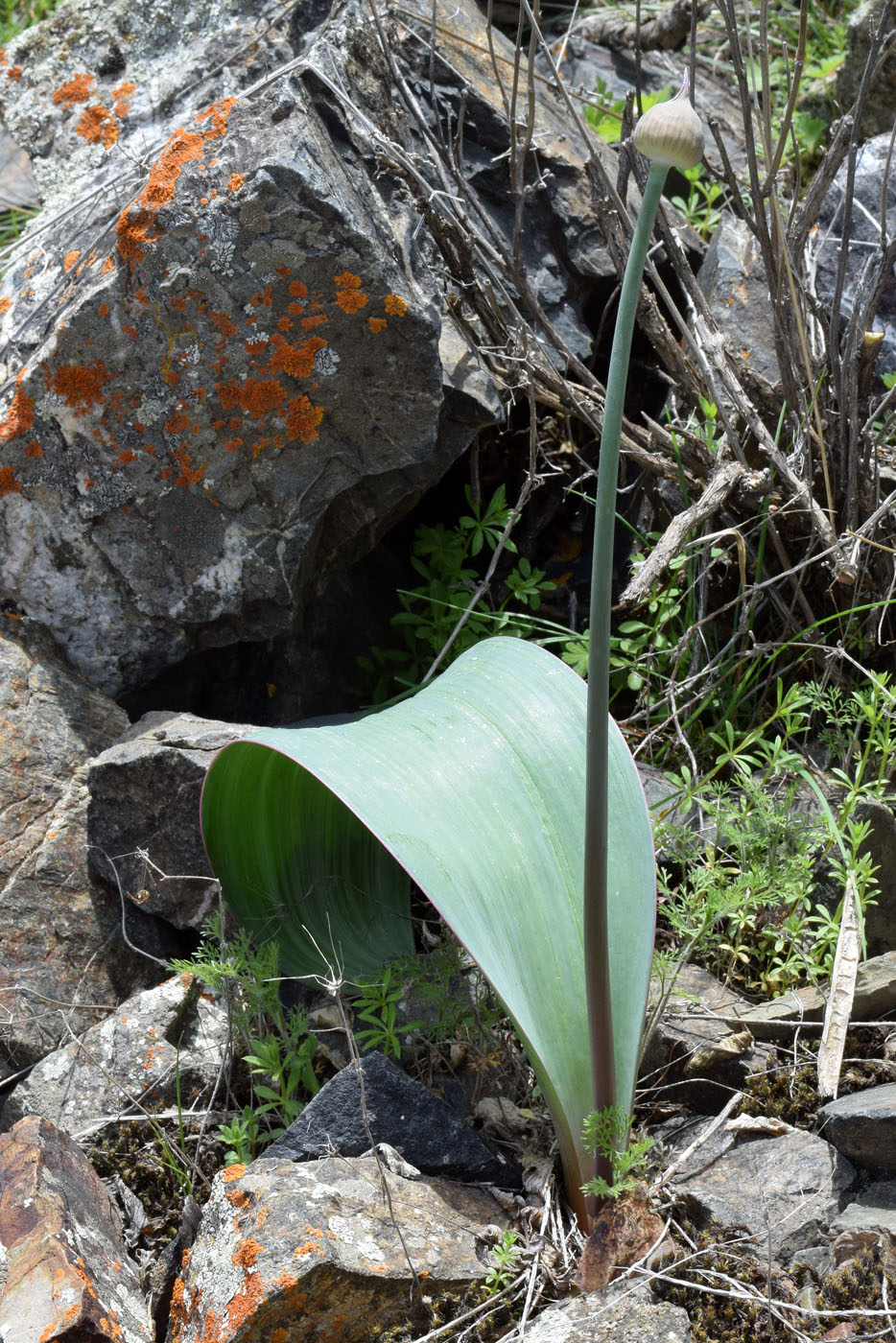 Image of Allium komarowii specimen.