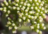 Crithmum maritimum