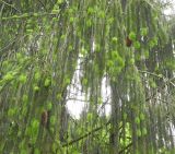 Picea abies
