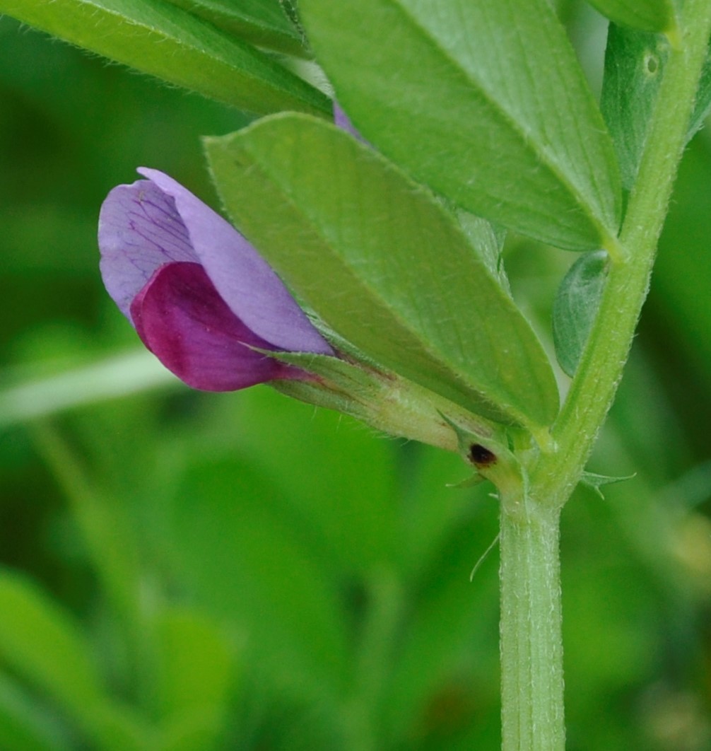 Изображение особи Vicia sativa.