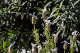Lavandula stoechas