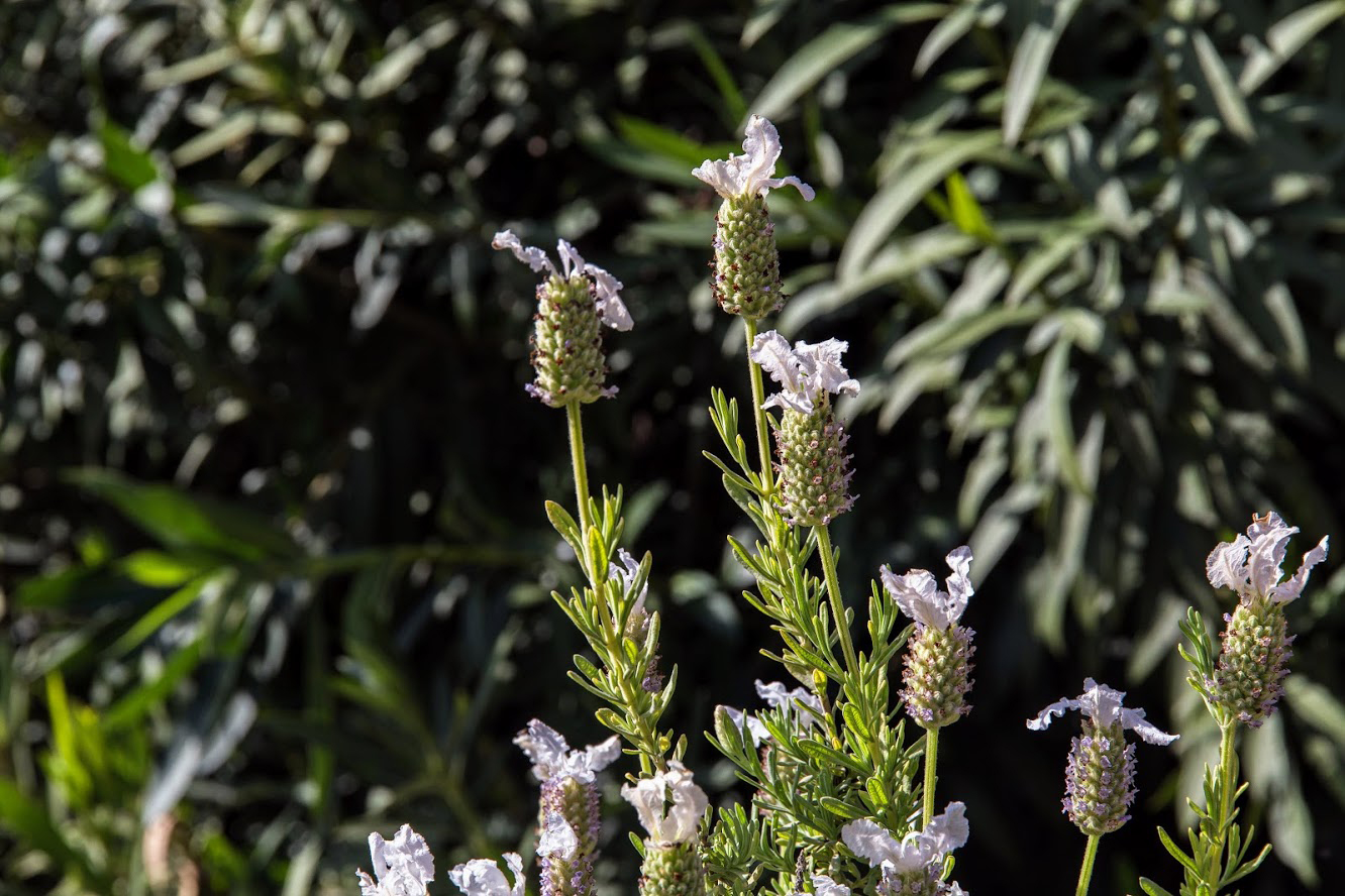 Изображение особи Lavandula stoechas.