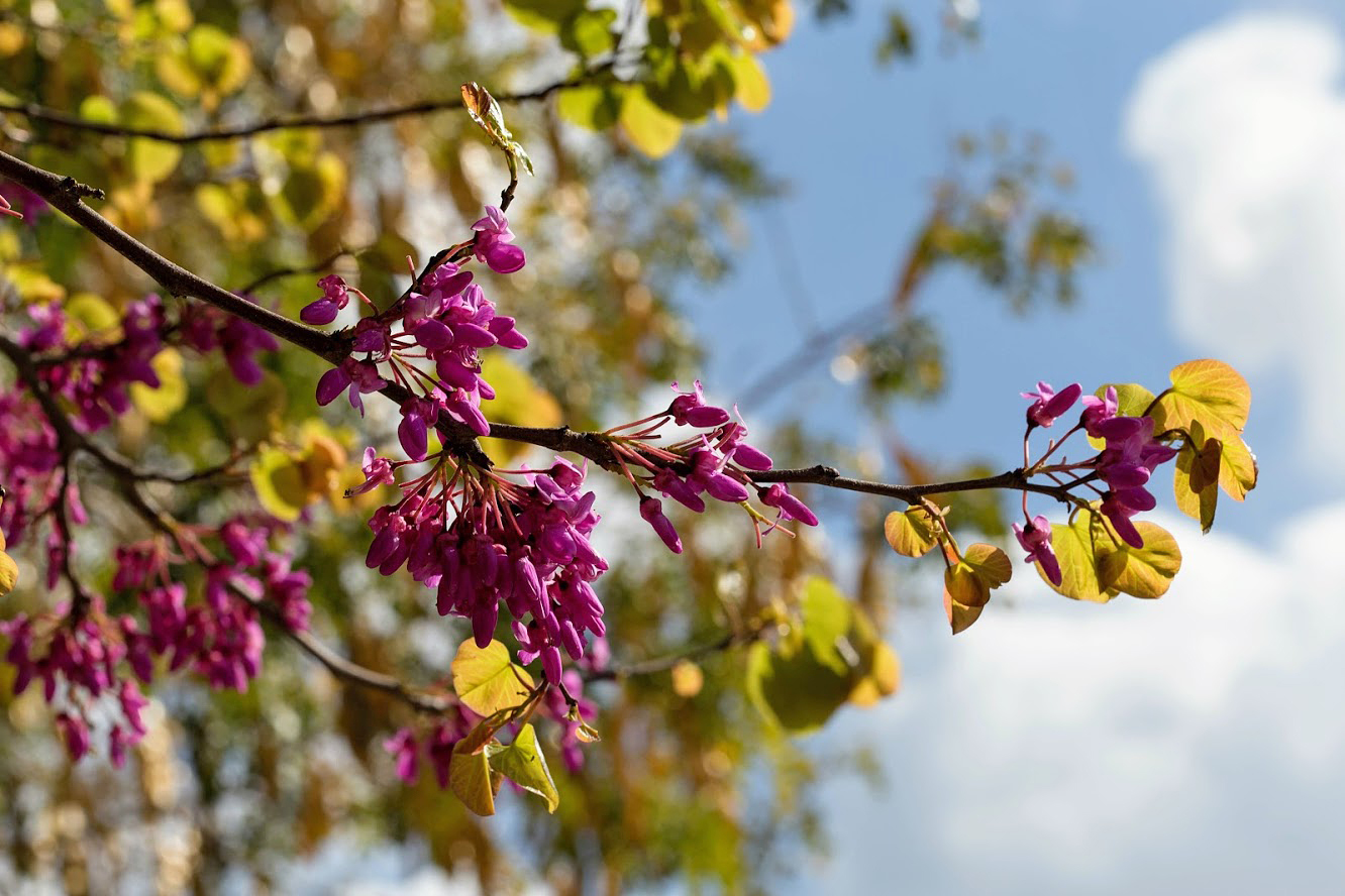 Image of Cercis siliquastrum specimen.