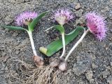 Allium brachyscapum