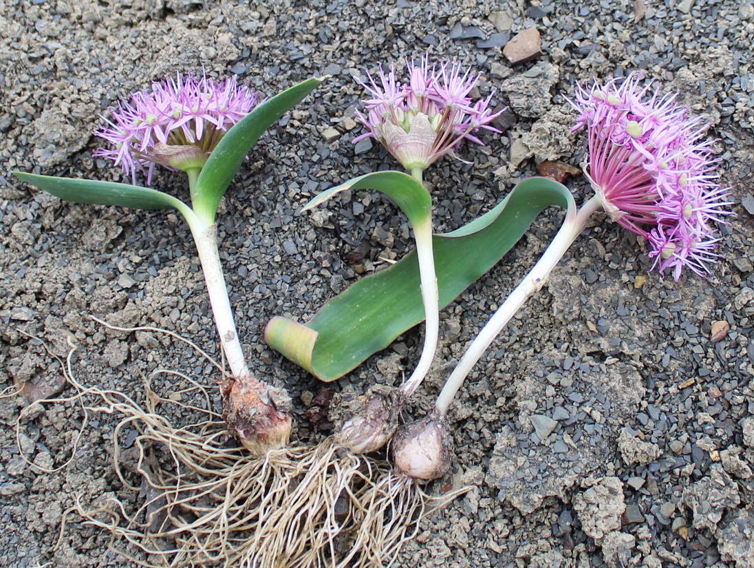 Изображение особи Allium brachyscapum.