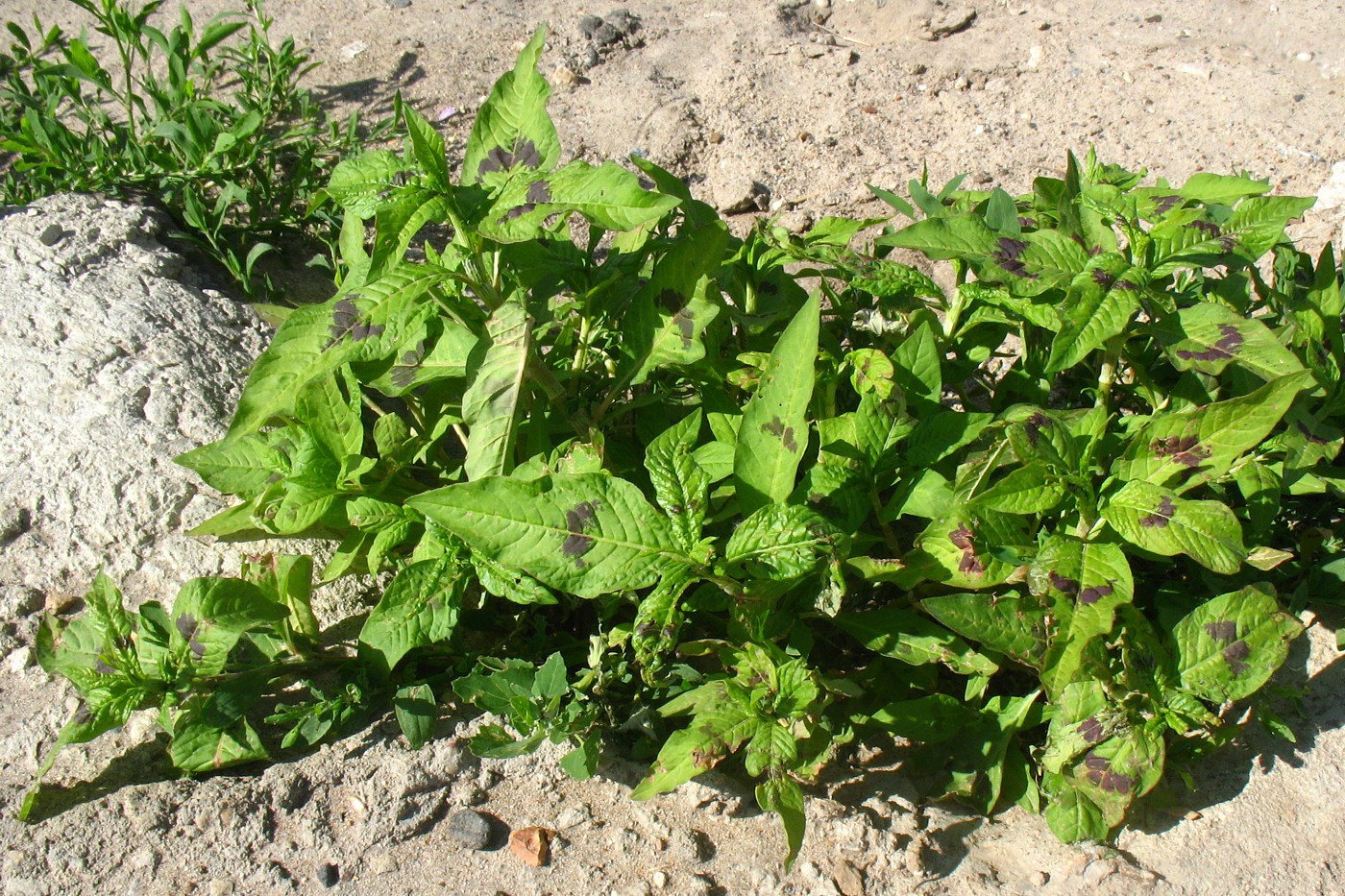 Изображение особи Persicaria maculosa.