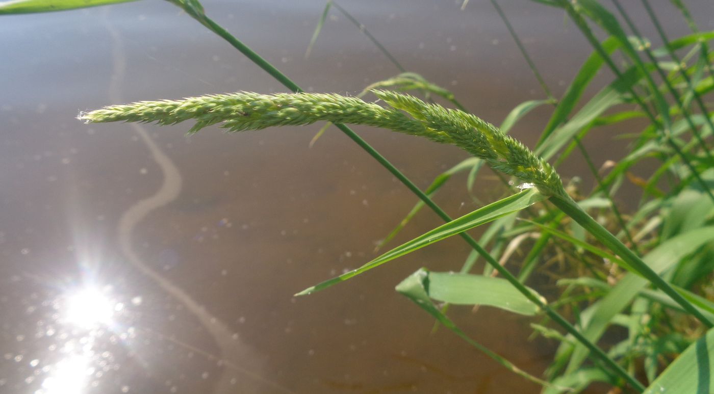 Image of Phalaroides arundinacea specimen.