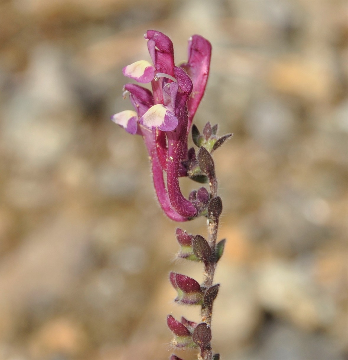Image of Scutellaria cypria specimen.