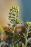 Alyssum hirsutum