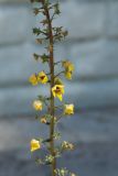 Verbascum blattaria