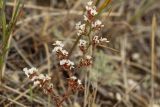 Goniolimon speciosum. Соплодие. Казахстан, Карагандинская обл., Улытауский р-н, долина р. Шагырлы, злаковое сообщество на щебнистой почве у подножия сопки. 03.07.2019.