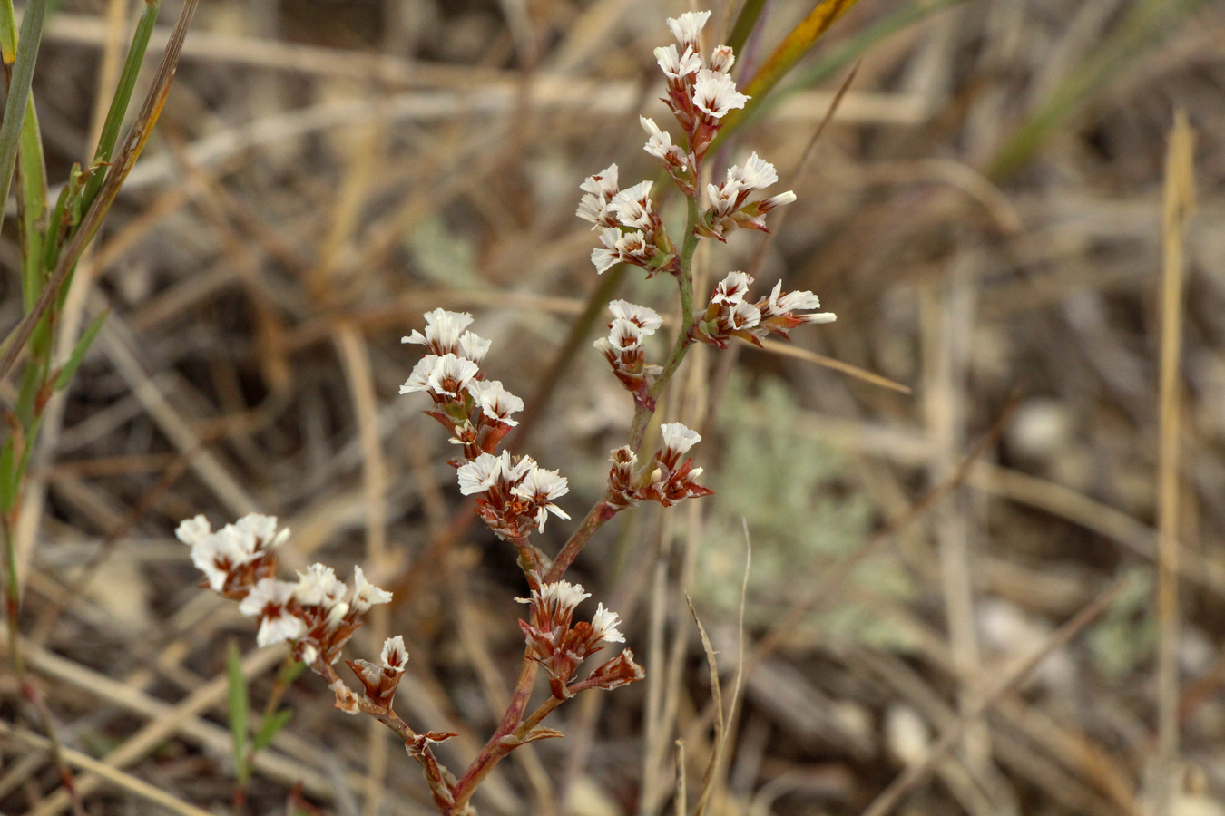 Изображение особи Goniolimon speciosum.