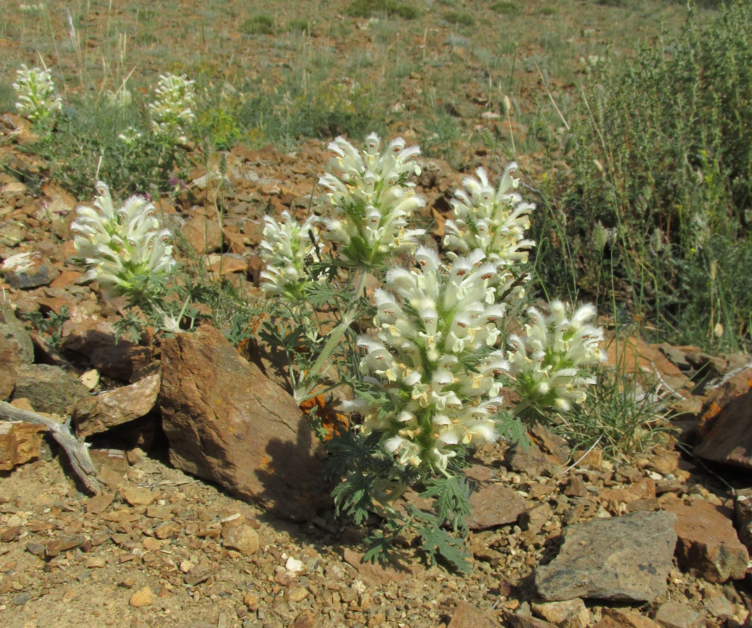 Image of Panzerina canescens specimen.