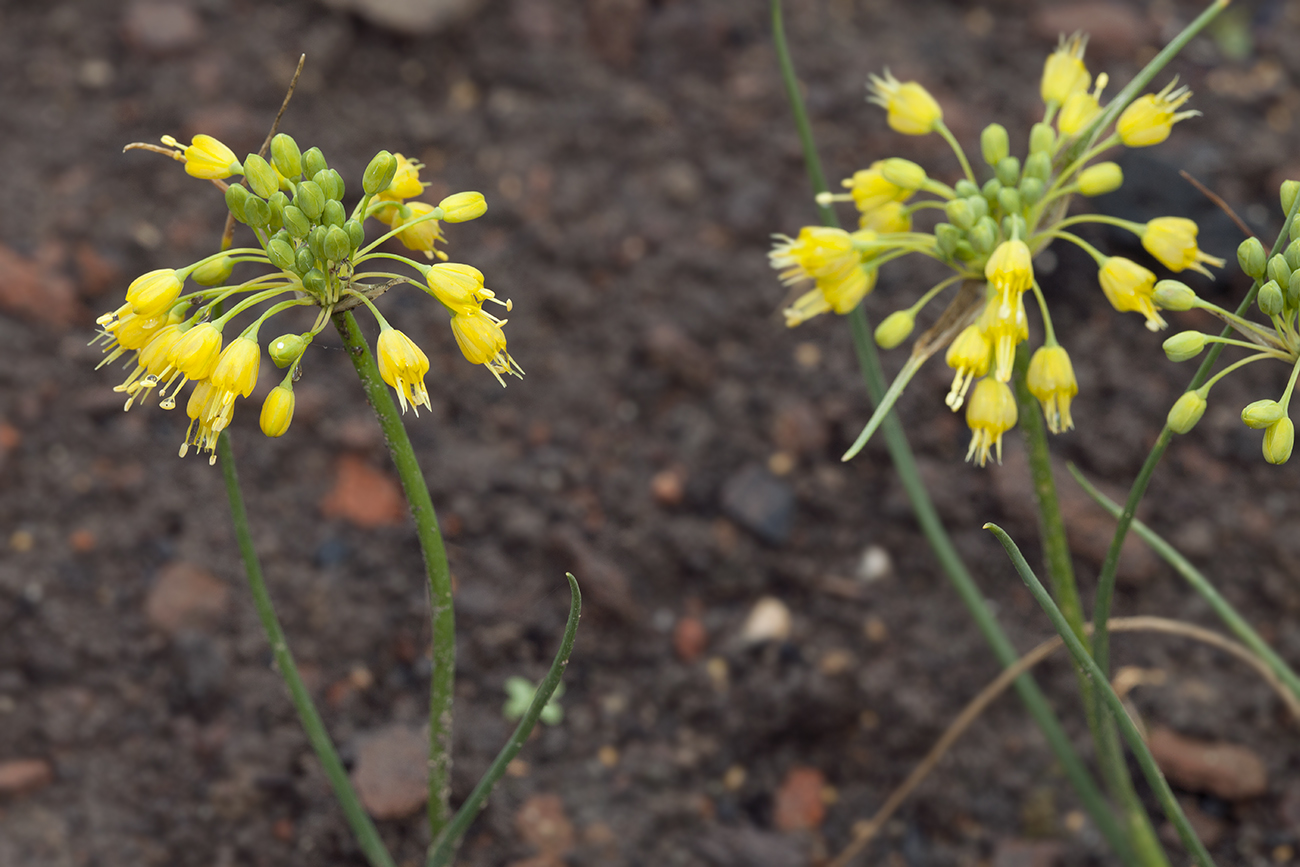 Image of Allium flavum var. minus specimen.