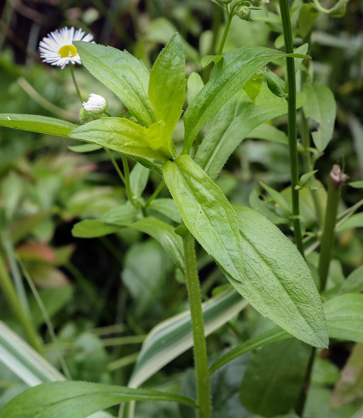 Изображение особи Erigeron annuus.