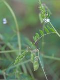 Vicia hirsuta