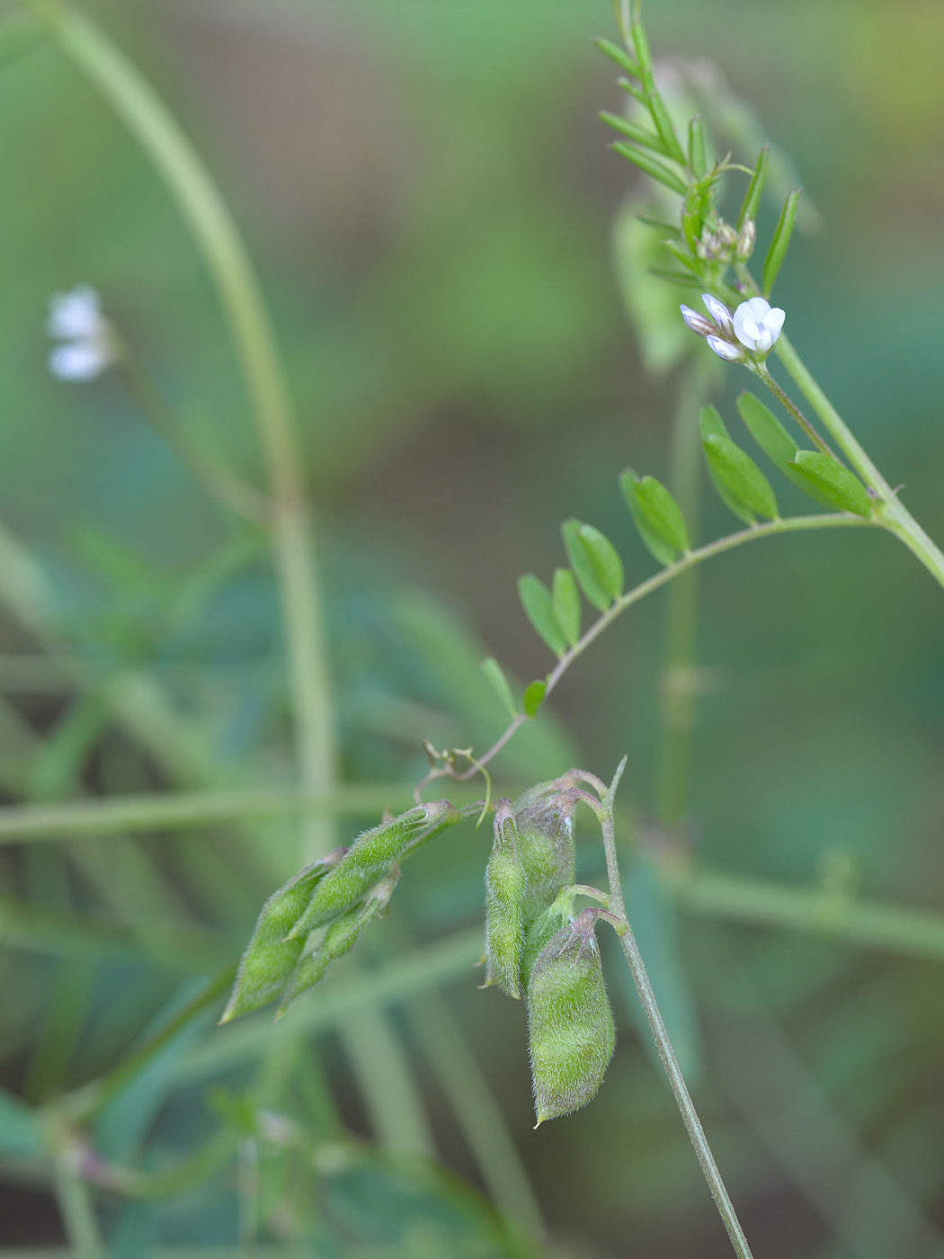 Image of Vicia hirsuta specimen.