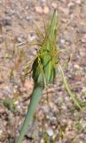 Tragopogon capitatus. Раскрывающееся соплодие. Узбекистан, Ташкентская обл., зап. отроги Чаткальского хр., окр. кишлака Учтерак. 09.06.2019.