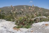 Helianthemum buschii