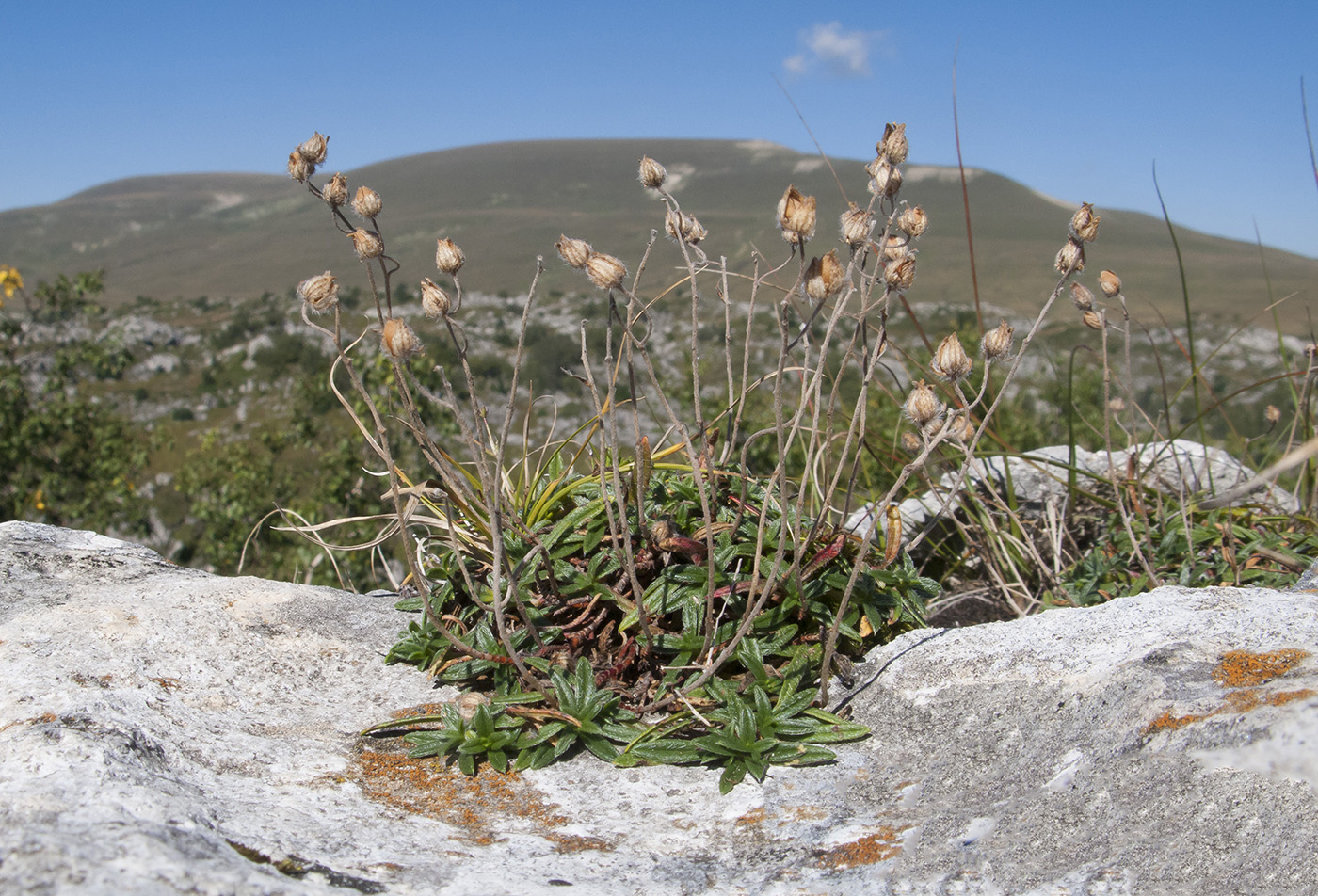 Image of Helianthemum buschii specimen.