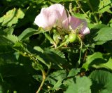 род Rosa