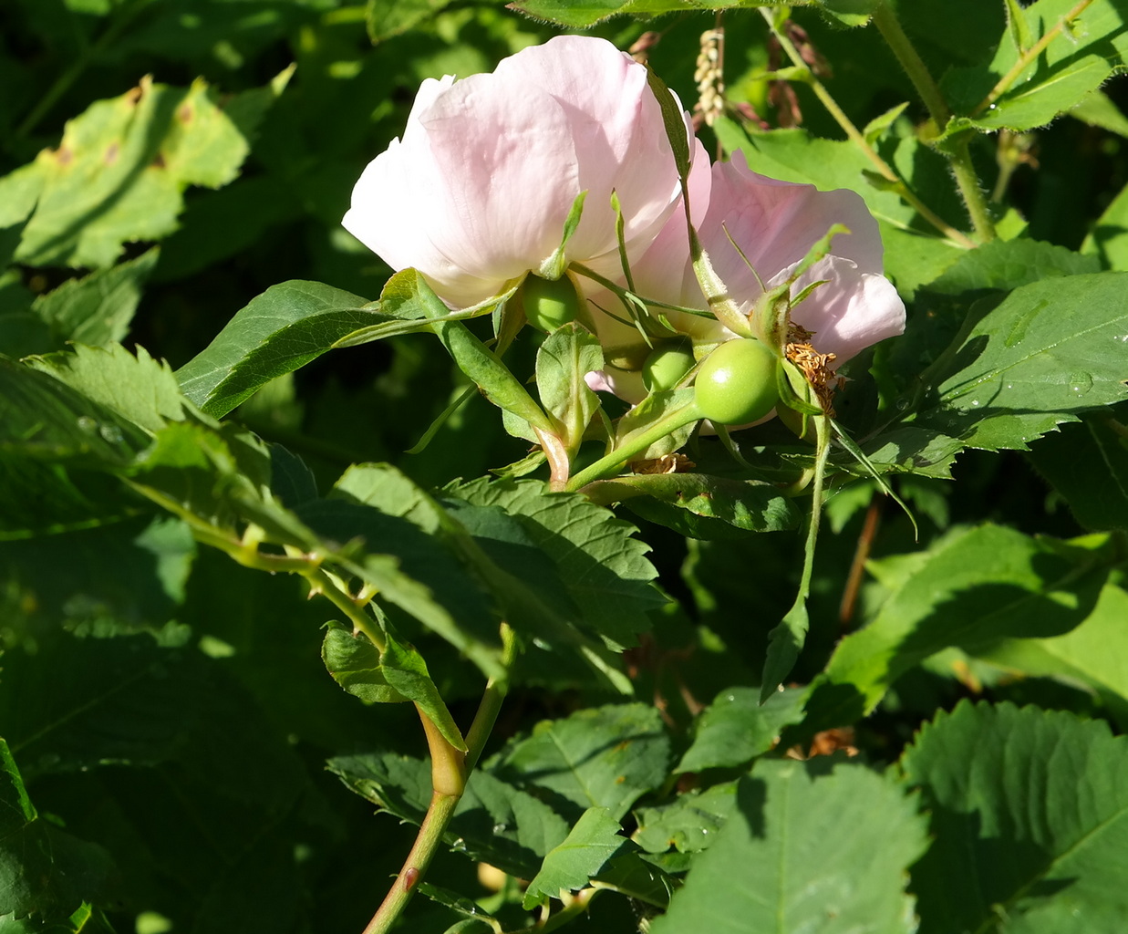 Image of genus Rosa specimen.